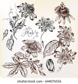 Collection of hand drawn vector realistic flowers