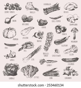 Collection of hand drawn vegetables, high detailed, vector illustration, sketch, engraved style