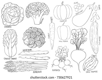 Collection of hand drawn vegetables on white background. Elements for design.