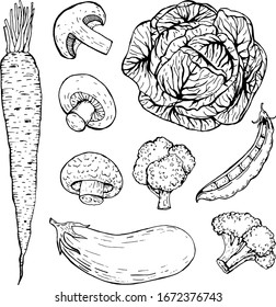 collection of hand drawn vegetables. Sketch cabbage, carrots, eggplant, broccoli, mushrooms