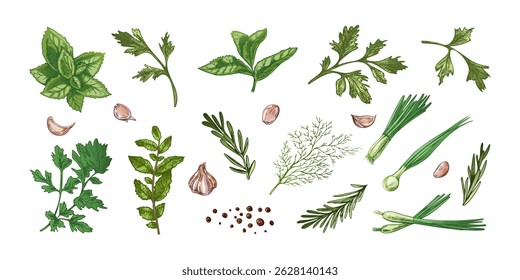 Collection of hand drawn vintage vector illustrations of colorful culinary herbs and green vegetables including garlic cloves, parsley, dill, mint, basil, rosemary, spring onions and peppercorns. 