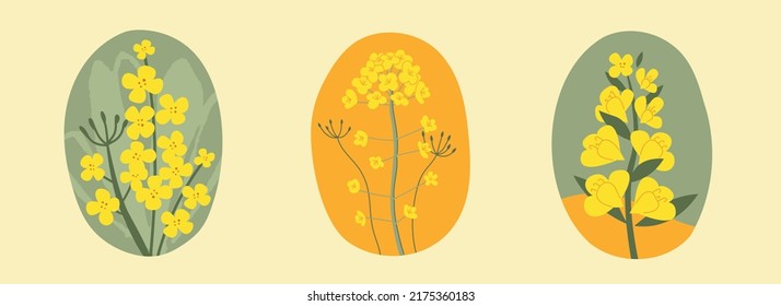 Collection hand drawn yellow rapeseed flower. Floral illustration for cards, logos. flat style. Vector canola buds. All elements are isolated on a white background.