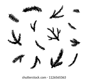 Collection of hand painted ink coniferous fir, pine branches and twigs isolated on white background.