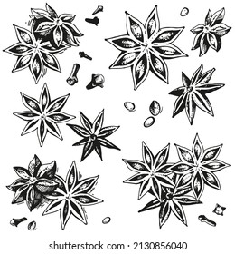 Collection of hand-drawn anise stars. Vector set sketches with spices. Vintage style engraving