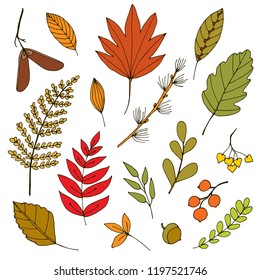 collection of hand-drawn autumn leaves, berries and branches