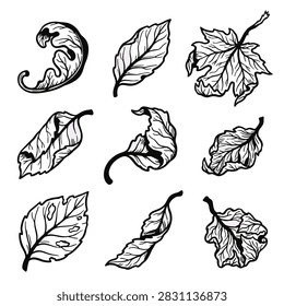 A collection of hand-drawn black and white vector illustrations featuring various wrinkled, curled, and withered dry leaves with detailed textures, isolated on a white background. Perfect for autumn designs, nature themes, branding, pattern design, and decorative elements
