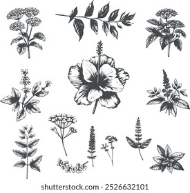 A collection of hand-drawn botanical illustrations featuring various plants, including a hibiscus flower, sprigs, and delicate blooms, black and white style