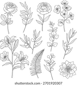 A collection of hand-drawn botanical illustrations of various plants isolated on a white background.