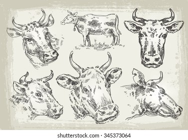 collection of hand-drawn cows. vector illustration