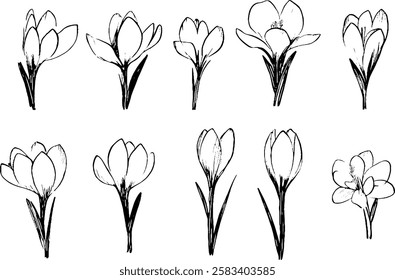 A collection of hand-drawn crocus flowers in various stages of bloom, showcasing their delicate petals and slender green stems.