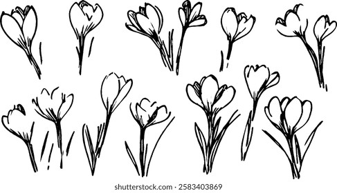 A collection of hand-drawn crocus flowers in various stages of bloom. The illustrations feature delicate petals and slender stems, showcasing the beauty of spring flowers.