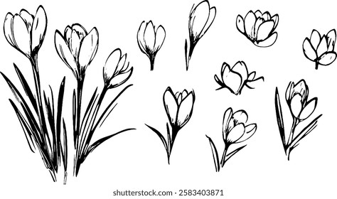 A collection of hand-drawn crocus flowers in various stages of bloom, showcasing their delicate petals and slender green leaves. The design features both full blooms and buds