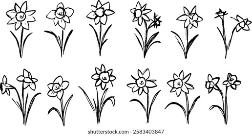 A collection of hand-drawn daffodil flowers in various styles and positions, showcasing their distinct petals and leaves. The illustrations are simple and artistic, suitable for floral designs.