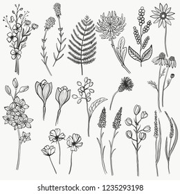 Collection of hand-drawn floral elements including flowers, plants, leaves and berries