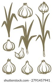 A collection of hand-drawn garlic elements in a quick doodle vector style, featuring whole bulbs, cloves, shoots, and a flower bud, rendered in earthy brown
