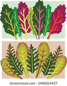 Collection of hand-drawn green leaves: kale, romaine, arugula, mangold.