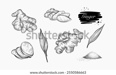 A collection of hand-drawn illustrations depicting ginger roots, leaves, and ground ginger powder in various forms.