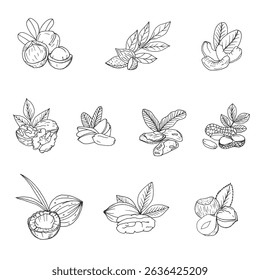 Collection of hand-drawn illustrations of nuts and seeds, including walnuts, almonds, cashews, and more, each with leaf accents. Perfect for design projects, packaging, or educational materials.
