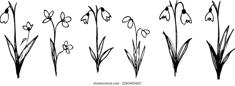 A collection of hand-drawn illustrations of various flowers, including snowdrops and other delicate blooms, showcasing their unique shapes and details.