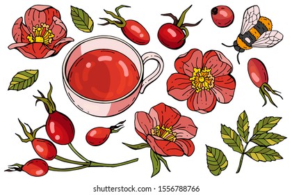 Collection of hand-drawn images of wild rose. Brewed rosehips in a mug. Collection of berries, flowers and leaves of rose hips.