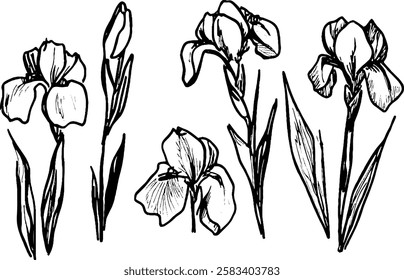 A collection of hand-drawn iris flowers in various stages of bloom, showcasing their elegant petals and slender leaves. The illustrations are detailed and artistic, perfect for floral designs.