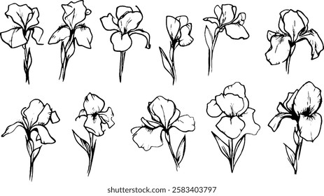 A collection of hand-drawn iris flowers in various poses and angles, showcasing their delicate petals and slender stems. The illustrations are in black and white