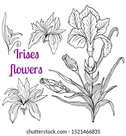 Collection of hand-drawn Irises and leaves. Black and white. Vector botanical illustration. Vintage sketch hand-drawn of liner Irises set.