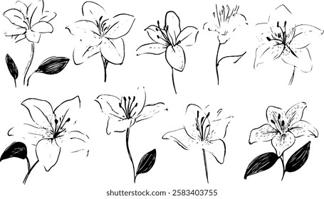 A collection of hand-drawn lily flowers in various styles, showcasing different angles and details. Each flower features delicate petals and leaves, emphasizing their natural beauty.