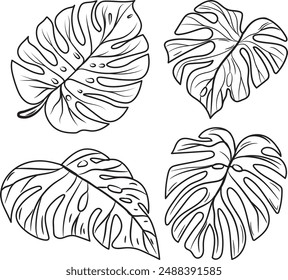 Collection Hand-drawn monstera leaf outline illustration, monstera leaf vector