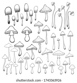 A collection of a hand-drawn mushrooms isolated on white background. Vector illustration
