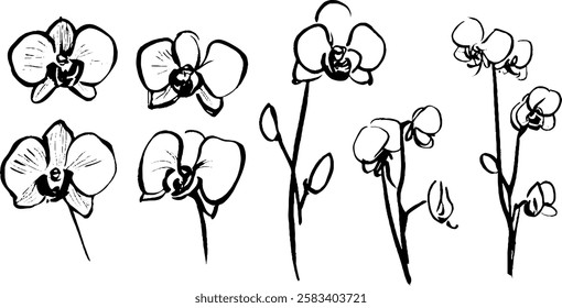 A collection of hand-drawn orchid flowers in various stages of bloom, showcasing their delicate petals and stems. The illustrations are in black and white