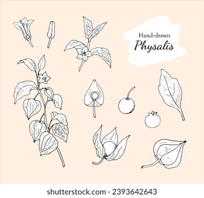 Collection of hand-drawn physalis, plant, fruit, leaf, berry, stamen, and pistil. Botanical vector illustration Isolated on white background.