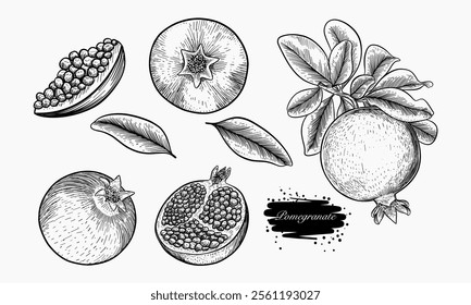 A collection of hand-drawn pomegranate illustrations showcasing whole fruits, halved sections, seeds, and leaves.