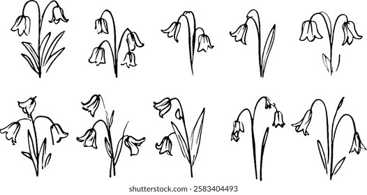 A collection of hand-drawn sketches of bell-shaped flowers, showcasing various angles and arrangements. The flowers have slender stems and delicate petals, emphasizing their elegance.