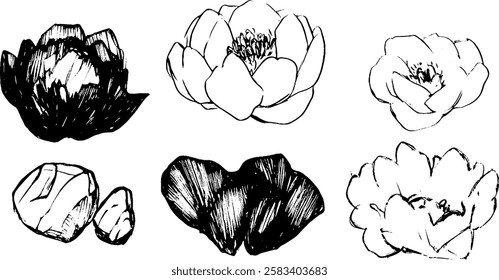 A collection of hand-drawn sketches of lotus flowers and leaves, showcasing various styles and perspectives. The illustrations include both open and closed blooms, along with stones.