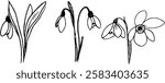 A collection of hand-drawn snowdrop flowers, showcasing their delicate petals and slender leaves. The design features three variations of the snowdrop, emphasizing their graceful appearance.