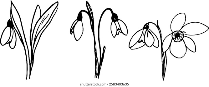 A collection of hand-drawn snowdrop flowers, showcasing their delicate petals and slender leaves. The design features three variations of the snowdrop, emphasizing their graceful appearance.