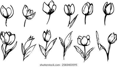 A collection of hand-drawn tulip illustrations in various styles and angles. The flowers are depicted with simple lines and minimal detail, showcasing their unique shapes and forms.