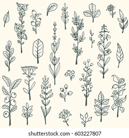 Collection of handdrawn vector doodle herbs and flowers