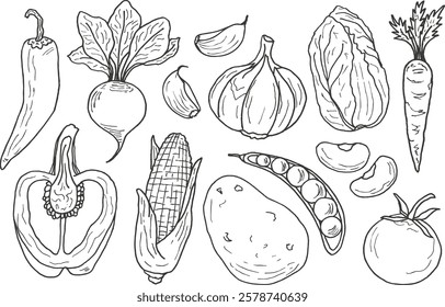 A collection of hand-drawn vegetables in doodle style. Carrots, corn, tomatoes, cabbage, potatoes, peppers, garlic, etc. Vector contour illustrations. Design of menus, farm store booklets