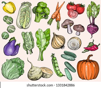 Collection of hand-drawn vegetables, vector illustration in vintage style