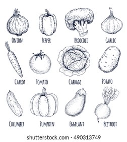 Collection of hand-drawn vegetables, vector illustration in vintage style