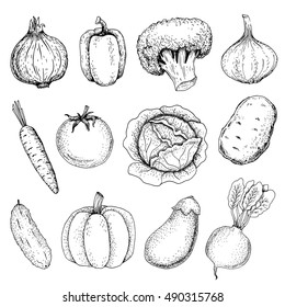Collection of hand-drawn vegetables, vector illustration in vintage style