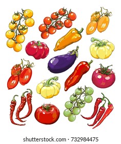 Collection of hand-drawn vegetables, vector illustration. Healthy food poster. A detailed realistic drawing of nightshade vegetables