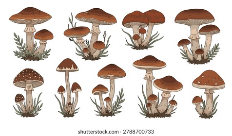 Collection of hand-drawn wild mushroom illustrations showing different fungi varieties with unique cap patterns and earthy brown color tones.