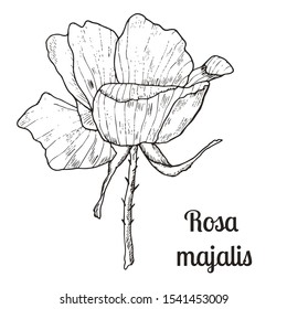 Collection of hand-drawn wild rose isolated on white. Vector botanical illustration. Vintage sketch hand-drawn of liner beautiful rose hip.