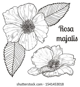 Collection of hand-drawn wild roses and leaves. Vector botanical illustration. Vintage sketch hand-drawn of liner rose hip set.