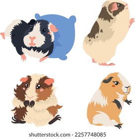 Collection of happy Guinea pigs.  Isolated domestic cavies 