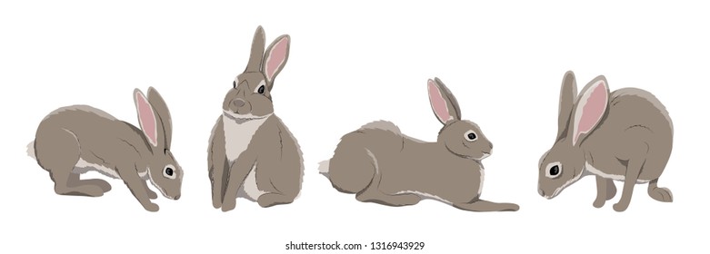 A collection of hares in different poses. Wild animals of Europe, USA, Scandinavia and Canada. Realistic vector animals.