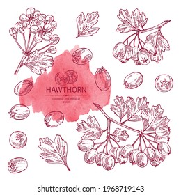 Collection of hawthorn: hawthorn branch with flowers, leaves and berries. Crataegus berries. Cosmetics and medical plant. Vector hand drawn illustration. 